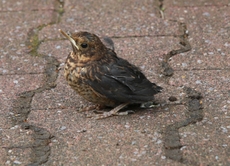 junge-Amsel-2010 006.jpg